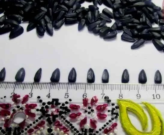 Высокоурожайные семена подсолнечника Евро-Лайтинг Лимит - фото № 2