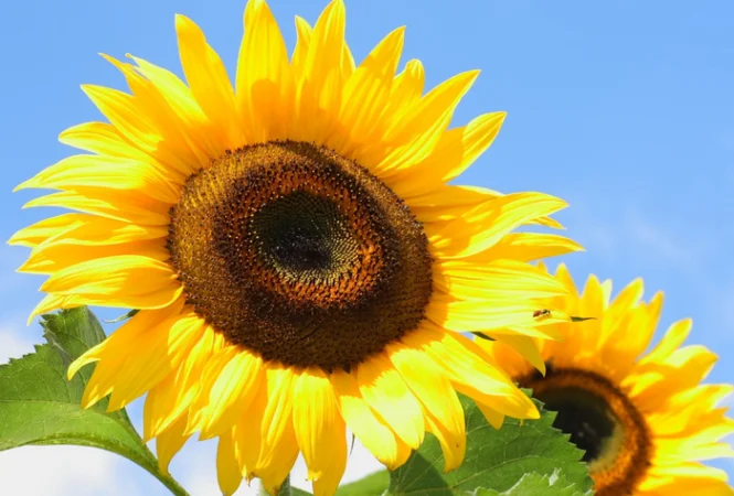 Продаются семена подсолнечника высокого качества - фото № 1