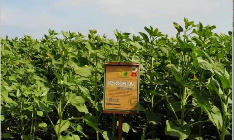 Високоврожайні насіння соняшнику під гербіцид Експрес - фото № 5