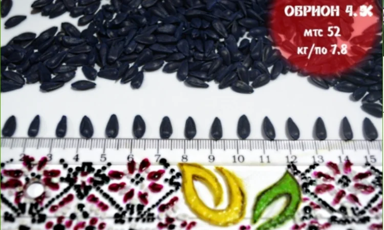 Високоврожайні насіння соняшнику під гербіцид Експрес - фото № 6