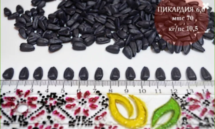 Високоврожайні насіння соняшнику під гербіцид Експрес - фото № 7