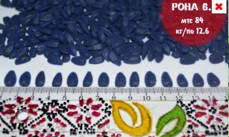 Високоврожайні насіння соняшнику під гербіцид Експрес - фото № 8