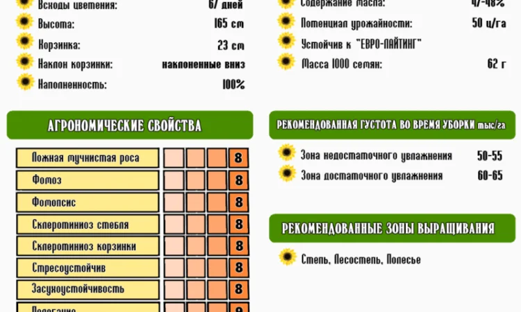 Семена подсолнечника Ново-Алье в продаже - фото № 2