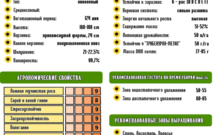 Семена соняшника Рона - якісні та стійкі - фото № 2