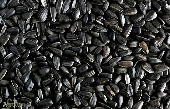 Купуємо соняшник та насіння - фото № 1