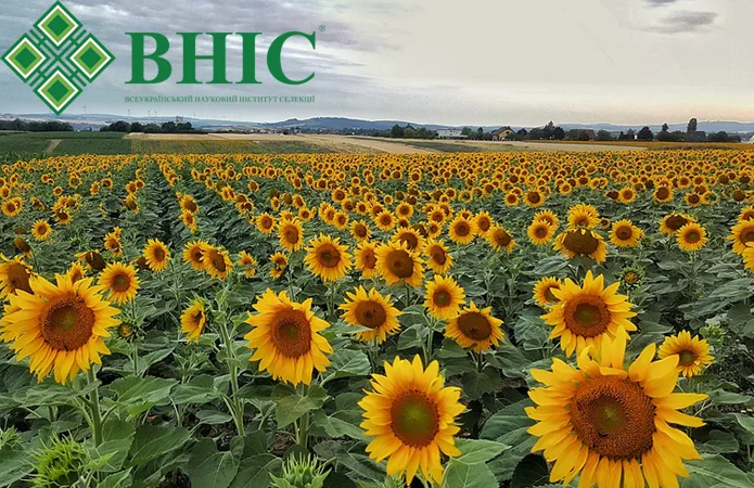 Семена соняшника ВНІС від виробника з доставкою - фото № 1