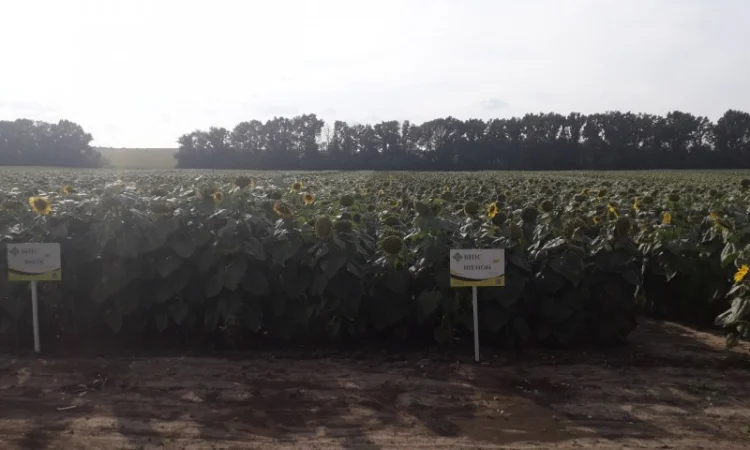 Соняшник Шенон - стійкий до заразихи + 50 гр Гранстара. Новинка - фото № 1