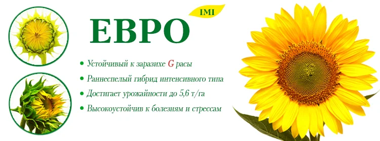 Продаж насіння соняшника Євро (100 дн) - стійкий до 7 рас заразихи - фото № 1