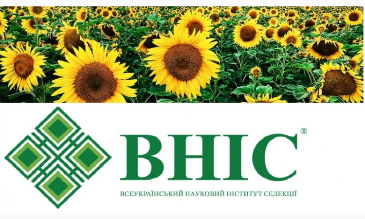 Семена соняшника під Гранстар від виробника - фото № 1