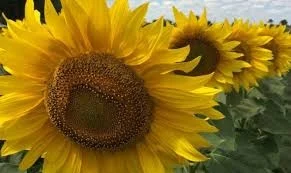 Соняшник Флоріан (105 днів) – продаж високоврожайного насіння - фото № 1