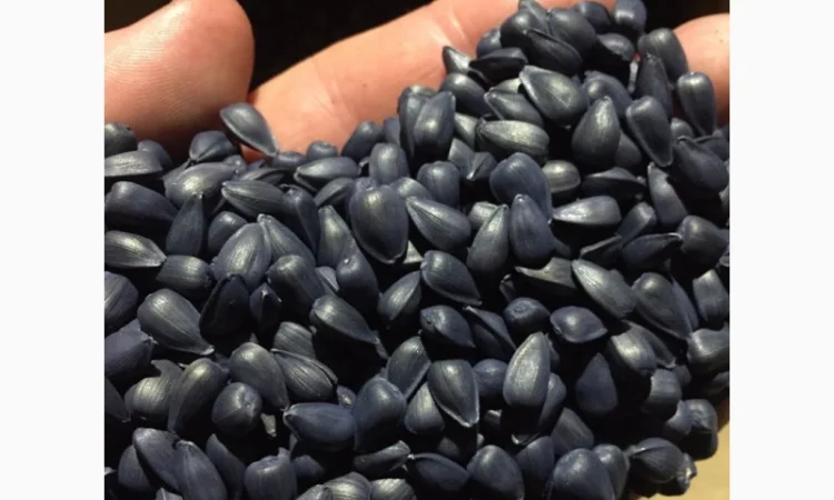 Семена подсолнечника Сантос Плюс (100 дней) для Clearfield-технологии - фото № 1