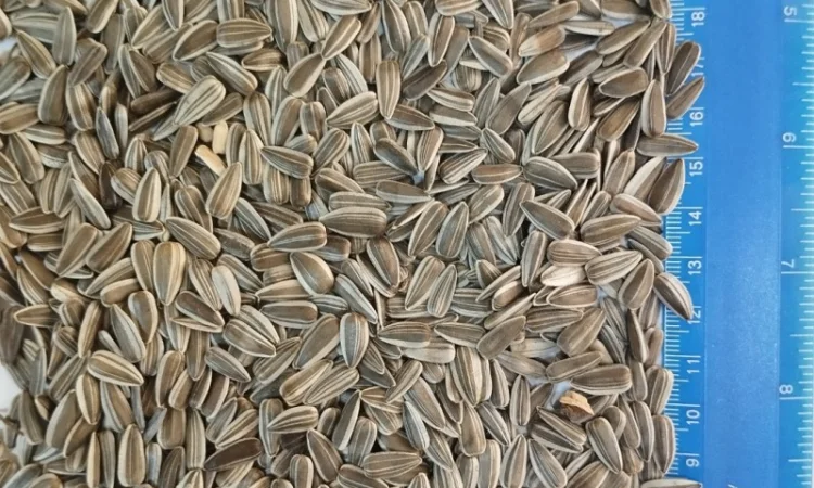 Продается смугастый подсолнечник - фото № 1