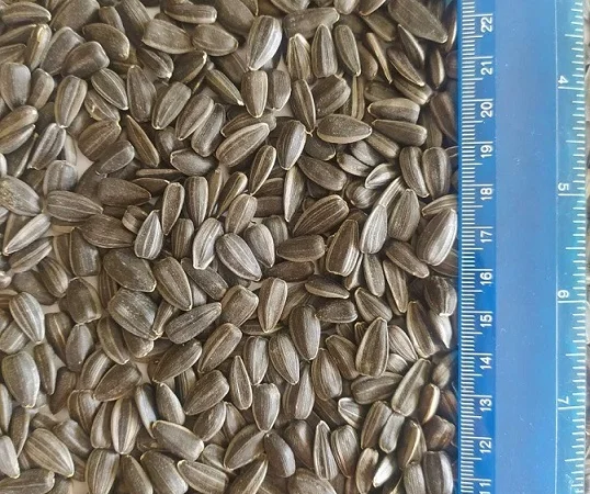 Продажа подсолнечника сорта СПК 3.8+ - фото № 1