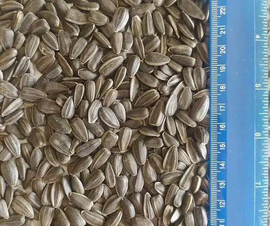 Продаж підсолнуху сорту СПК 3.8+ - фото № 1
