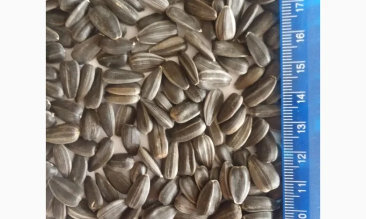 Продажа подсолнечника сорта СПК 3.8+ - фото № 2