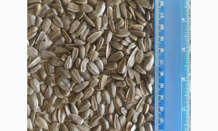 Продажа подсолнечника Лакомка оптом - фото № 1