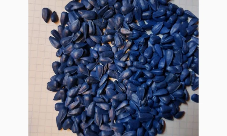 Семена подсолнуха разных сортов - фото № 1