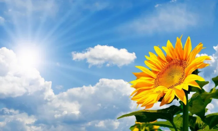 Куплю подсолнечник на самовывоз в Полтаве - фото № 1