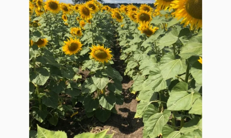 Насіння соняшнику НСХ 8005 (Гранстар) у продажу - фото № 1