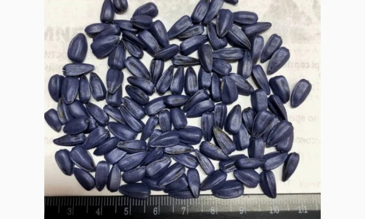 Насіння соняшника Азимут (Гранстар) – у продажу - фото № 3