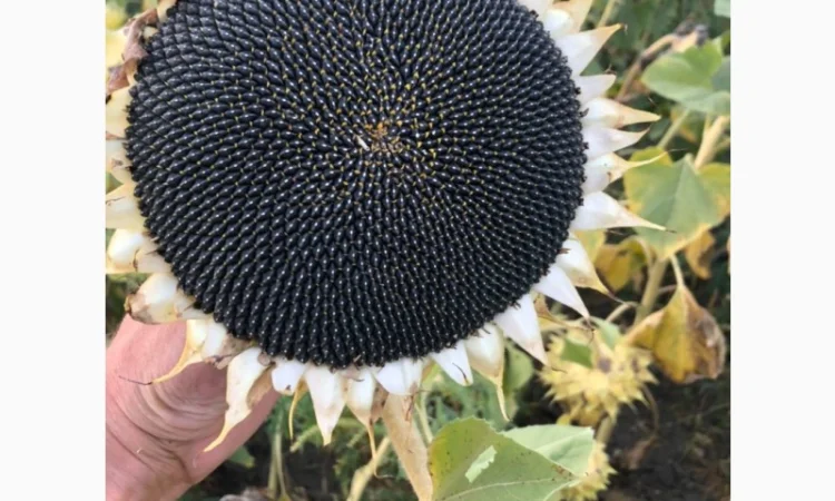 Насіння соняшнику Неймар Плюс для продажа в Днепре - фото № 1