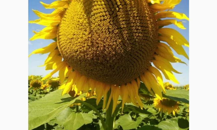 Насіння соняшнику гібрид ЄВРО (стандарт) (екстра) ТМ "ЛІСТ" - фото № 1