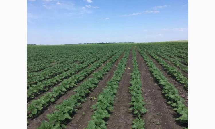 Неймар плюс насіння соняшнику - фото № 1