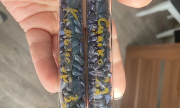 Насіння соняшнику гібрид Командор 777 - фото № 1