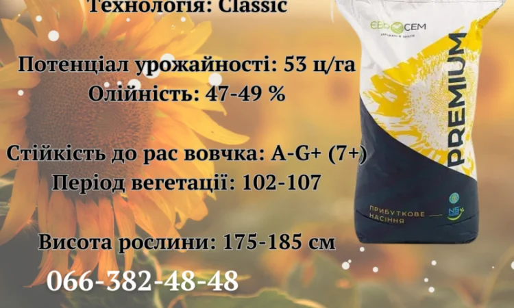 Насіння соняшнику Авалон 7+ (NS 6046) – гібрид для продажі - фото № 1