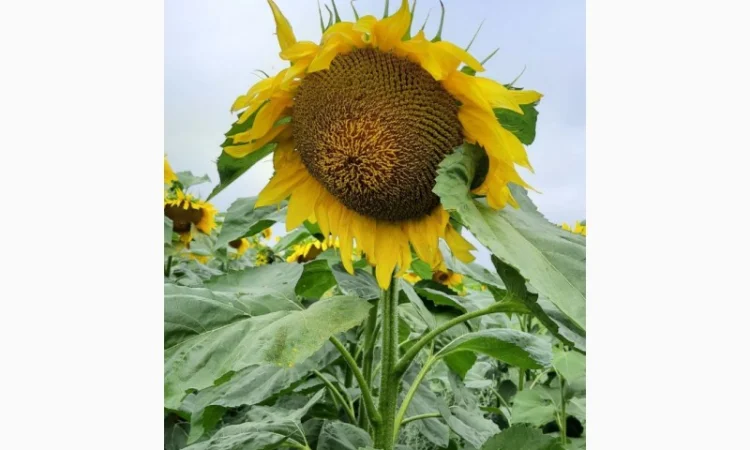 Синельниківський УльтраРанній (СУР) - супер ультраранній - фото № 1