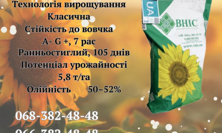 Насіння соняшника ЛАЙМ (екстра) 2023 року - фото № 1