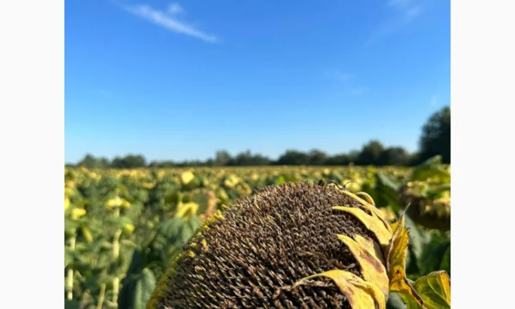 Насіння соняшнику МАГНУМ - фото № 2