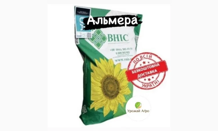 АЛЬМЕРА насіння соняшнику - фото № 1