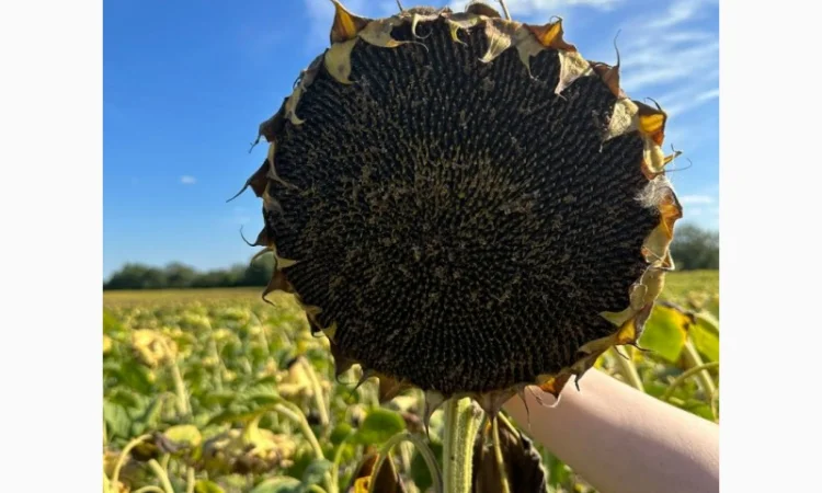 Командор 777 насіння соняшнику - фото № 2