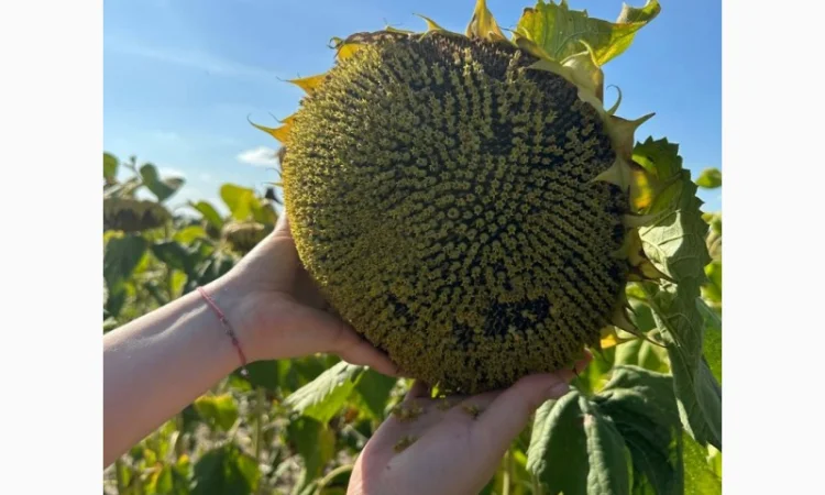 Продам насіння соняшнику БАСТЕН - фото № 1