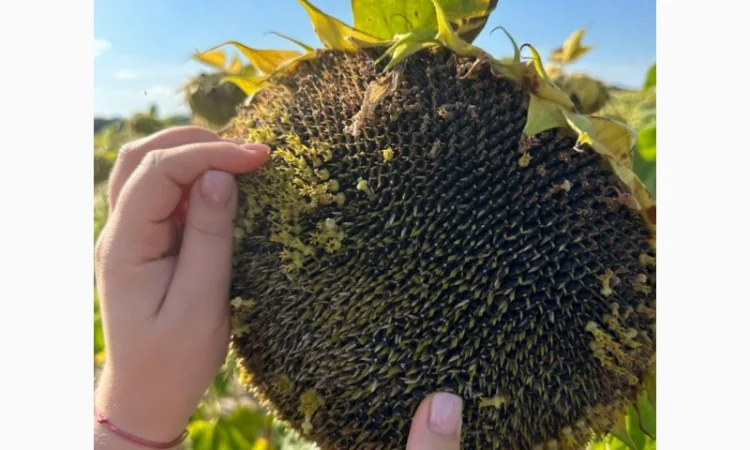 Насіння соняшнику НЕЙМАР - фото № 1