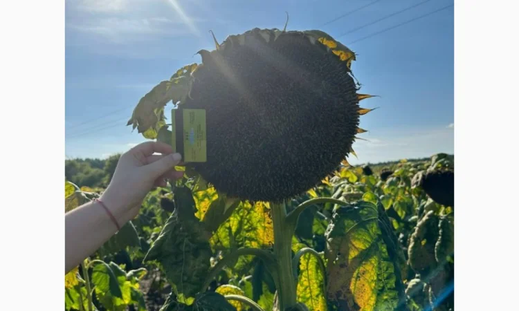 ФОЛК насіння соняшнику - фото № 1