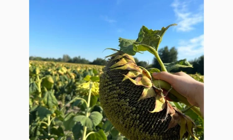 МАСТАК насіння соняшнику - фото № 2