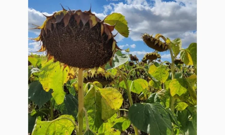 Насіння соняшника гібрид БОМОНД (екстра)(стандарт), ТОВ "НВП "АГРО-РИТМ", Україна - фото № 1