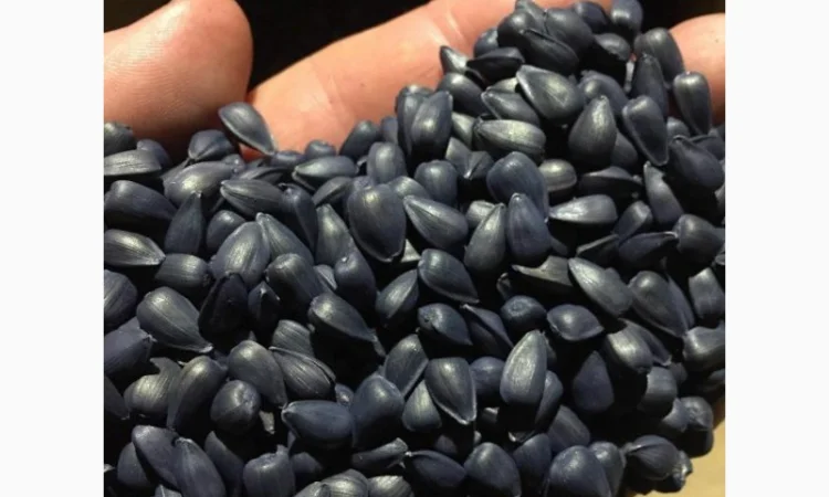 Насіння соняшника САНТОС ПЛЮС (екстра) (Стандарт), ТОВ "ТК Арт-Агро", Україна - фото № 1