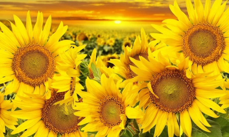 Закупаем подсолнечник дорого - фото № 1