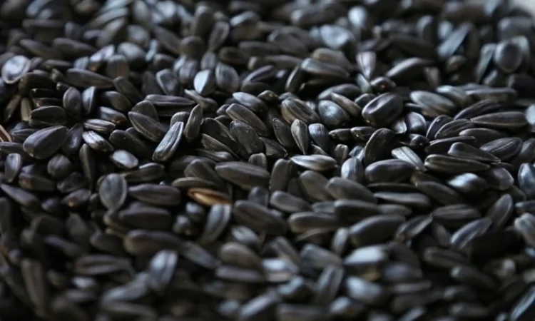 Куплю соняшник у Тернопільській області - фото № 1