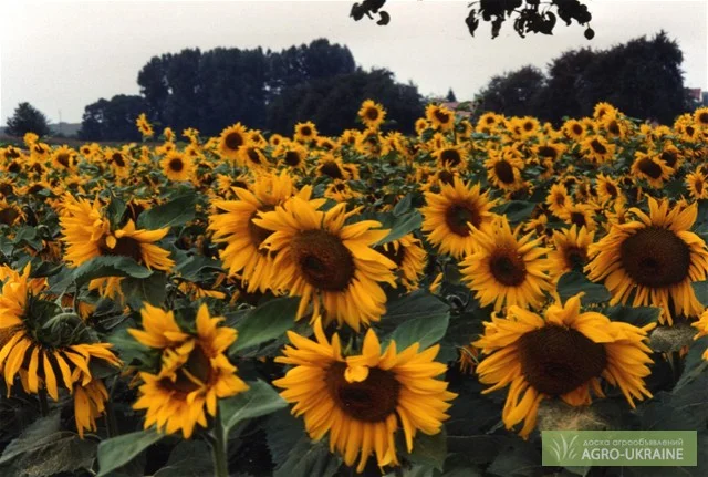 Продается семена подсолнечника сорта Міраж - фото № 1