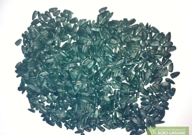 Продам семена подсолнечника, супер стойкий к засухе сорт Тайфун - фото № 1