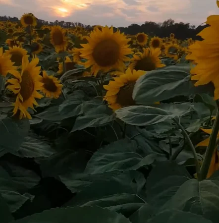 Семена суперраннего подсолнечника СУР - фото № 1