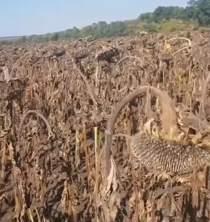 Семена суперраннего подсолнечника СУР - фото № 2