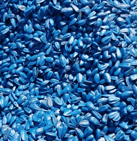 Семена суперраннего подсолнечника СУР - фото № 3