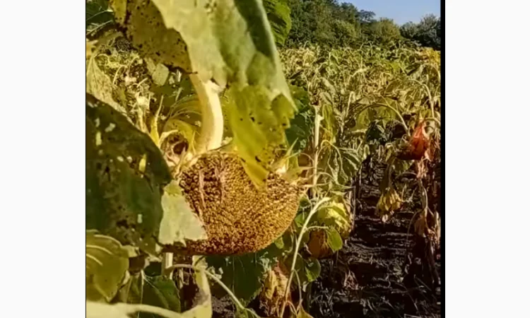 Семена суперраннего подсолнечника СУР - фото № 4