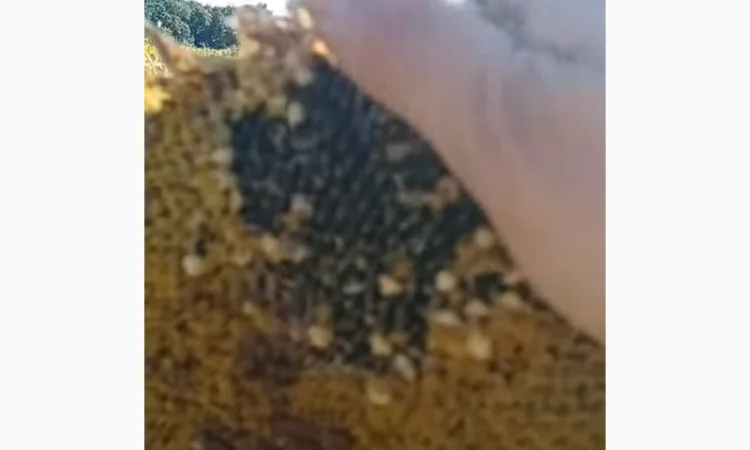 Семена суперраннего подсолнечника СУР - фото № 5