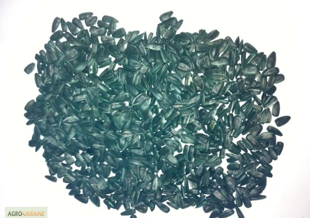 Семена подсолнечника, сорт супер стойкий к засухе "Тайфун" - фото № 1